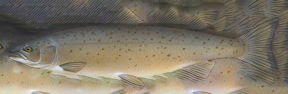 Salmon Baptiste Logo